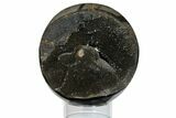 Polished Septarian Geode Sphere - Madagascar #145262-3